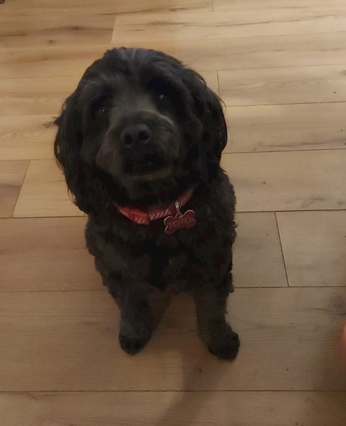Florina- petsitter Târgu Mureș or Pet nanny for dogs cats