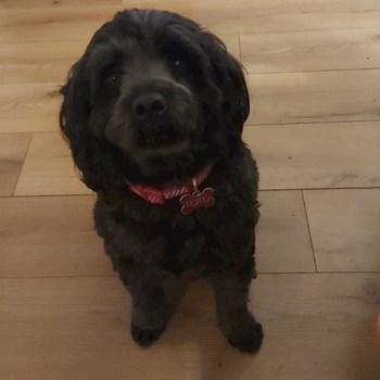thumbnail petsitter Târgu Mureș or pet nanny for dogs cats