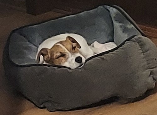 Florina- petsitter Târgu Mureș or Pet nanny for dogs cats