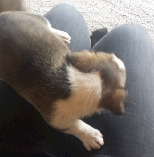 Florina- petsitter Târgu Mureș or Pet nanny for dogs cats