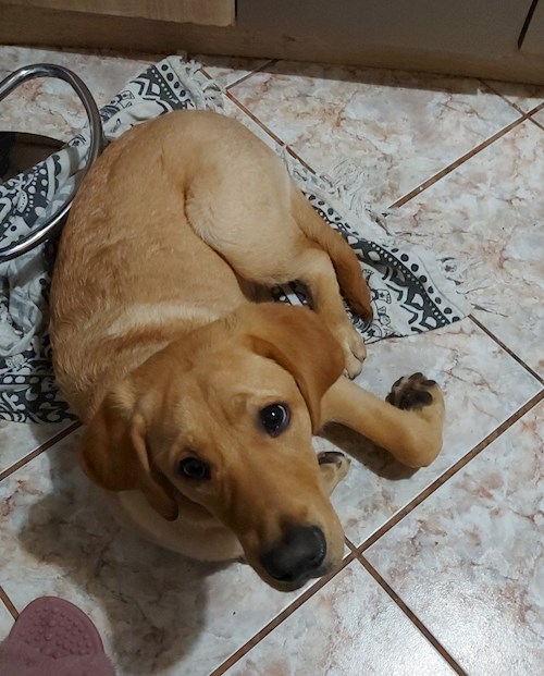 Florina- petsitter Târgu Mureș or Pet nanny for dogs cats