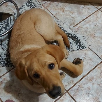 thumbnail petsitter Târgu Mureș or pet nanny for dogs cats