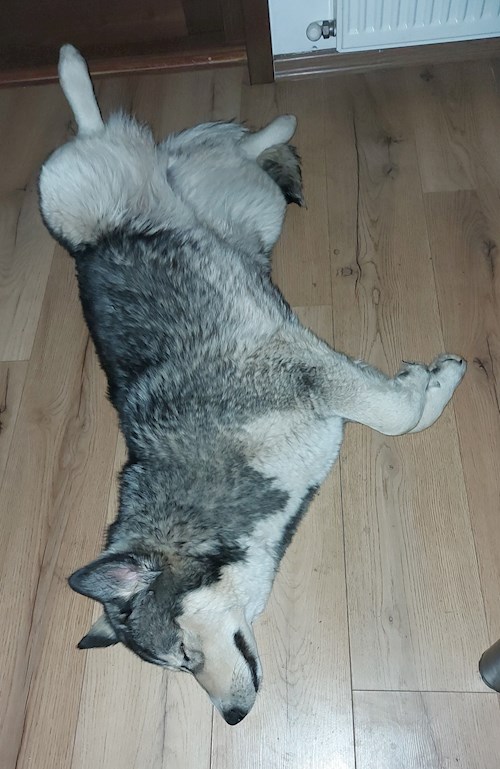 Florina- petsitter Târgu Mureș or Pet nanny for dogs cats