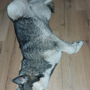 thumbnail petsitter Târgu Mureș or pet nanny for dogs cats