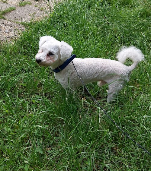 Florina- petsitter Târgu Mureș or Pet nanny for dogs cats