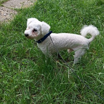 thumbnail petsitter Târgu Mureș or pet nanny for dogs cats
