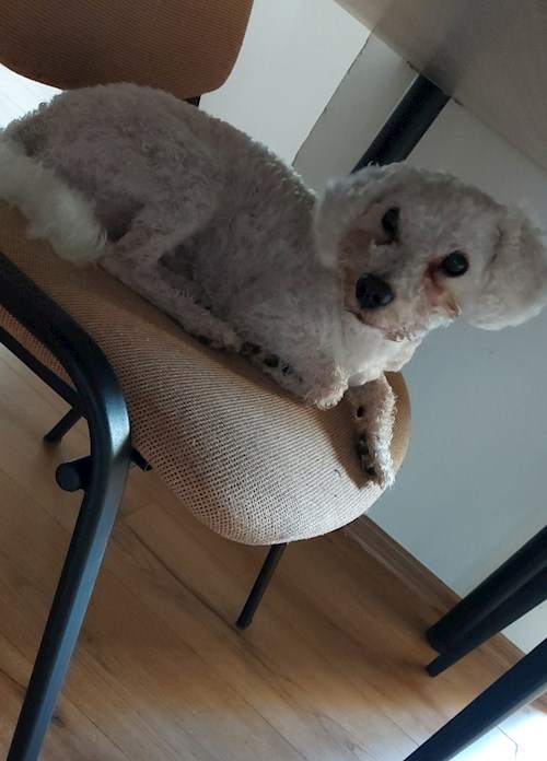 Florina- petsitter Târgu Mureș or Pet nanny for dogs cats