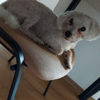 thumbnail petsitter Târgu Mureș or pet nanny for dogs cats