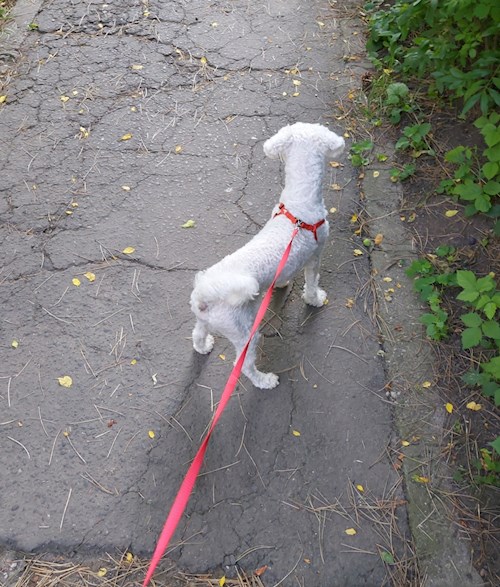Florina- petsitter Târgu Mureș or Pet nanny for dogs cats