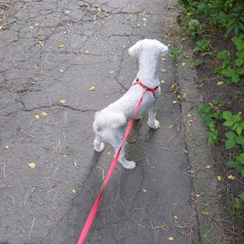 thumbnail petsitter Târgu Mureș or pet nanny for dogs cats