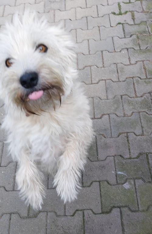 Florina- petsitter Târgu Mureș or Pet nanny for dogs cats