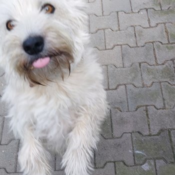 thumbnail petsitter Târgu Mureș or pet nanny for dogs cats
