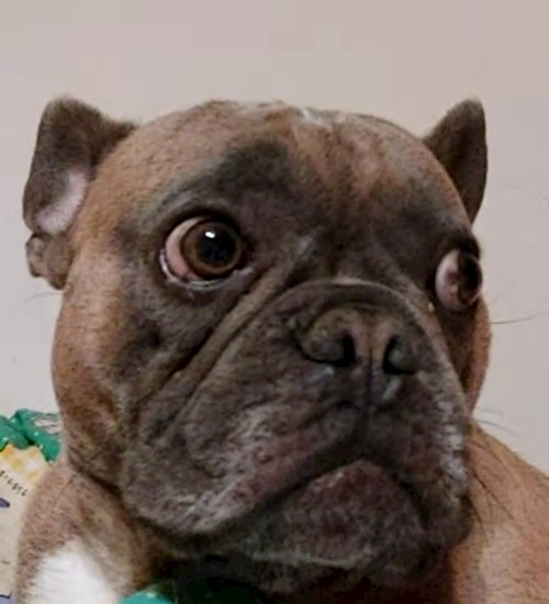 Florina- petsitter Târgu Mureș or Pet nanny for dogs cats