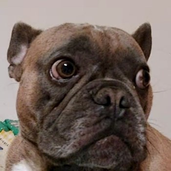 thumbnail petsitter Târgu Mureș or pet nanny for dogs cats