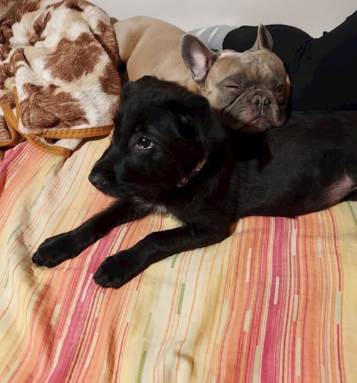 Florina- petsitter Târgu Mureș or Pet nanny for dogs cats