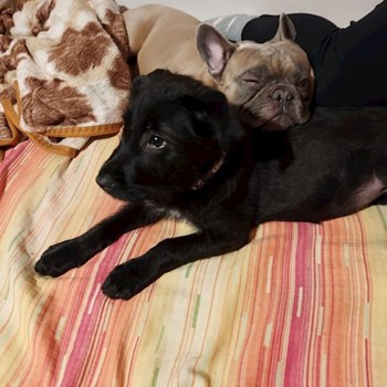 thumbnail petsitter Târgu Mureș or pet nanny for dogs cats