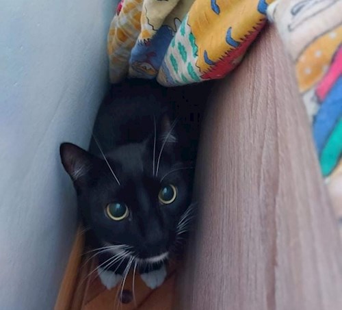 Florina- petsitter Târgu Mureș or Pet nanny for dogs cats