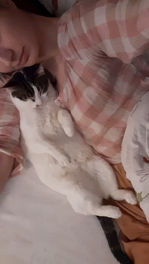 Gabriela- petsitter București sau Bonă pentru animale pentru pisici