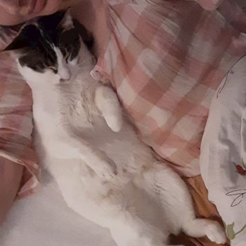 thumbnail petsitter București sau bonă pentru animale pentru pisici