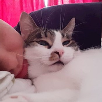 thumbnail petsitter București sau bonă pentru animale pentru pisici