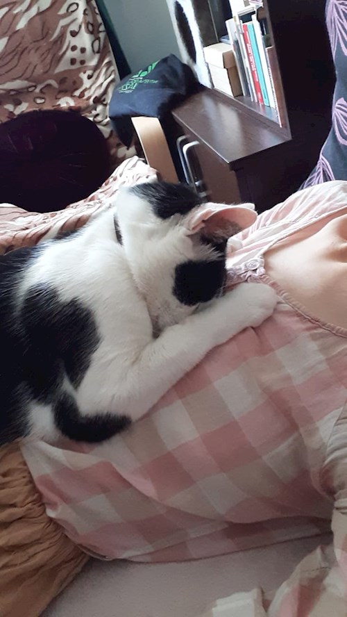 Gabriela- petsitter București sau Bonă pentru animale pentru pisici