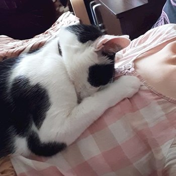 thumbnail petsitter București sau bonă pentru animale pentru pisici