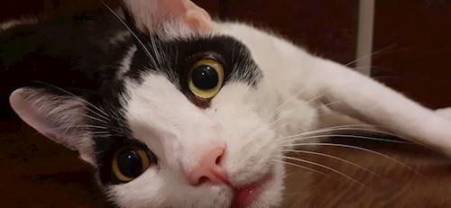 Gabriela- petsitter București sau Bonă pentru animale pentru pisici