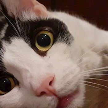 thumbnail petsitter București sau bonă pentru animale pentru pisici