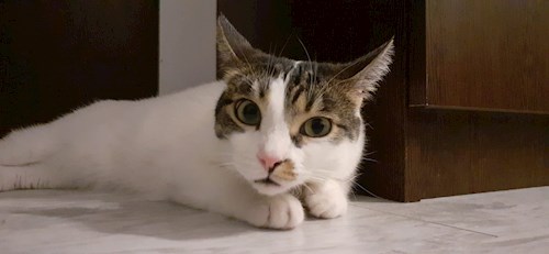 Gabriela- petsitter București sau Bonă pentru animale pentru pisici