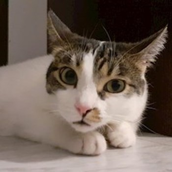 thumbnail petsitter București sau bonă pentru animale pentru pisici