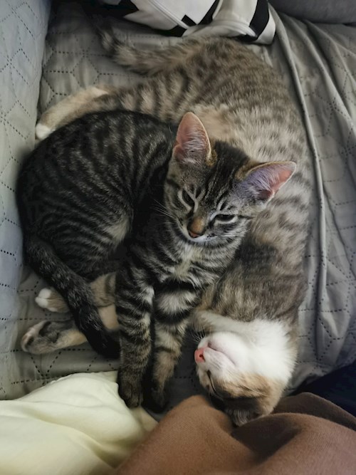 Georgiana- petsitter București sau Bonă pentru animale pentru câini pisici