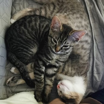 thumbnail petsitter București sau bonă pentru animale pentru câini pisici