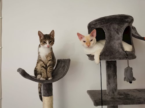 Georgiana- petsitter București sau Bonă pentru animale pentru câini pisici