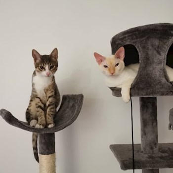 thumbnail petsitter București sau bonă pentru animale pentru câini pisici