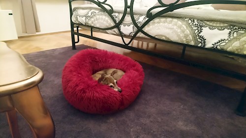 Juni- petsitter Timișoara sau Bonă pentru animale pentru câini pisici