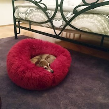 thumbnail petsitter Timișoara sau bonă pentru animale pentru câini pisici