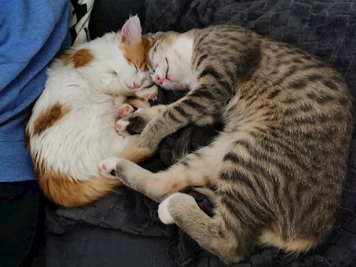 Georgiana- petsitter București sau Bonă pentru animale pentru câini pisici