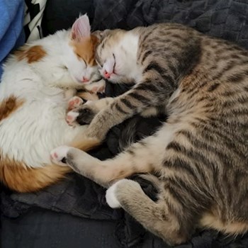 thumbnail petsitter București sau bonă pentru animale pentru câini pisici