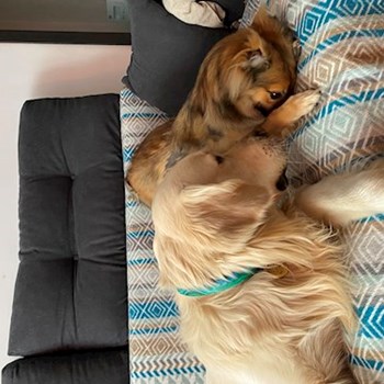  thumbnail petsitter București or pet nanny for dogs cats 