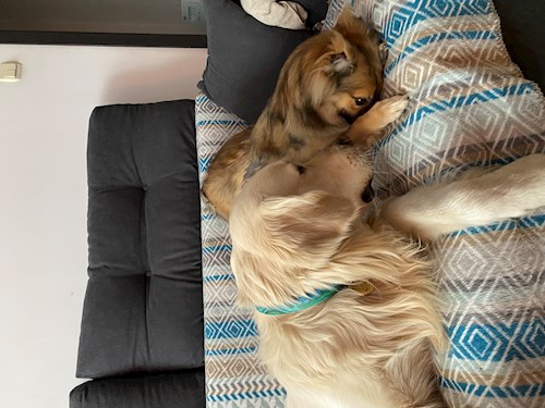 Mihaela- petsitter București or Pet nanny for dogs cats