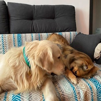 thumbnail petsitter București or pet nanny for dogs cats