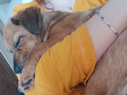 Florina- petsitter Târgu Mureș or Pet nanny for dogs cats