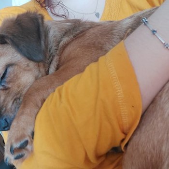 thumbnail petsitter Târgu Mureș or pet nanny for dogs cats
