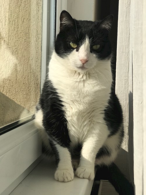 Daniela- petsitter Cluj-Napoca sau Bonă pentru animale pentru câini pisici