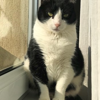 thumbnail petsitter Cluj-Napoca sau bonă pentru animale pentru câini pisici