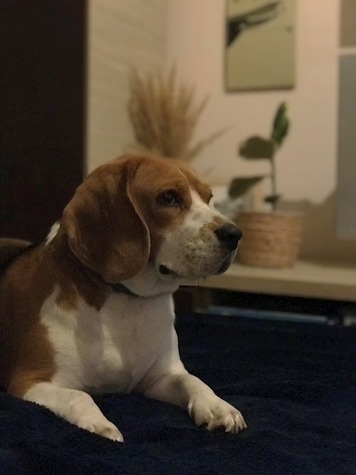 Daniela- petsitter Cluj-Napoca sau Bonă pentru animale pentru câini pisici