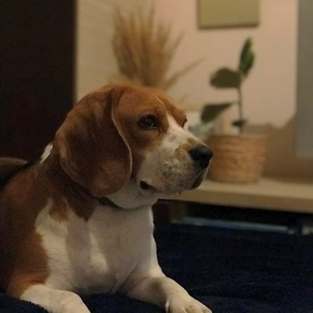 thumbnail petsitter Cluj-Napoca sau bonă pentru animale pentru câini pisici