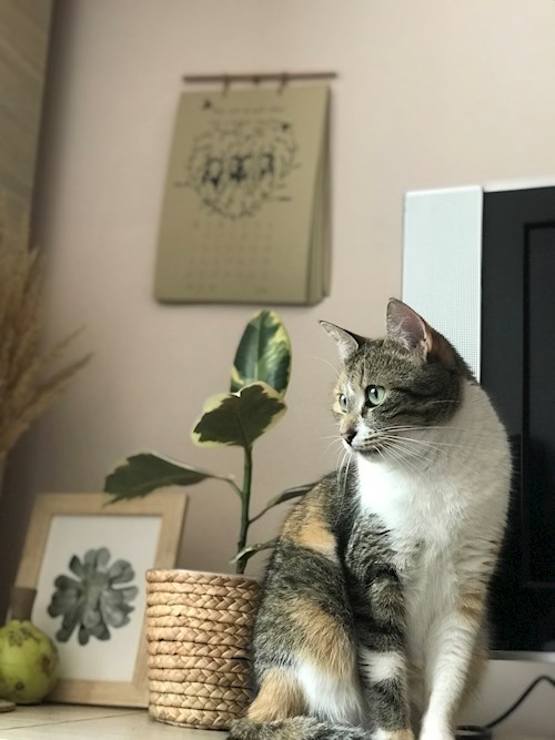 Daniela- petsitter Cluj-Napoca sau Bonă pentru animale pentru câini pisici