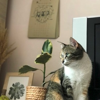 thumbnail petsitter Cluj-Napoca sau bonă pentru animale pentru câini pisici