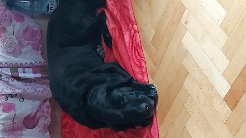 Florina- petsitter Târgu Mureș or Pet nanny for dogs cats